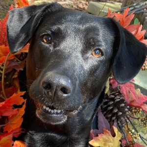 Sundae The Black Lab at age 7