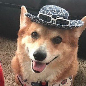 Super Corgi JoJo Headshot 2 of 10