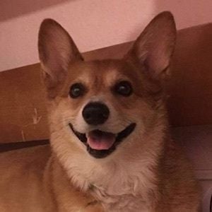 Super Corgi JoJo Headshot 4 of 10