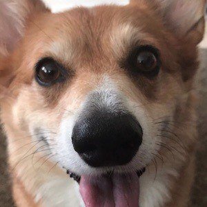 Super Corgi JoJo Headshot 5 of 10