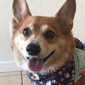 Super Corgi JoJo Headshot 8 of 10