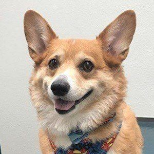 Super Corgi JoJo Headshot 9 of 10