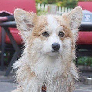 Tibby the Corgi Headshot 5 of 10