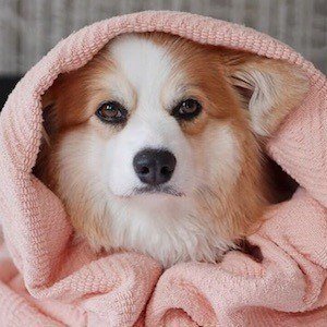 Tibby the Corgi Headshot 6 of 10