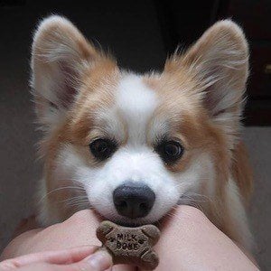 Tibby the Corgi Headshot 8 of 10