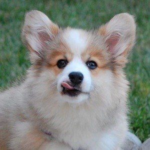 Tibby the Corgi Headshot 10 of 10