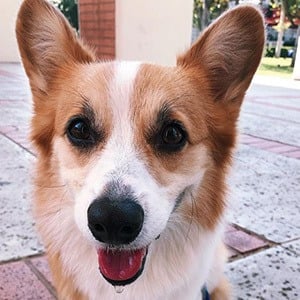 Tofu the Corgi Headshot 2 of 5