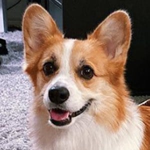 Tofu the Corgi Headshot 3 of 5