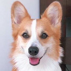 Tofu the Corgi Headshot 4 of 5