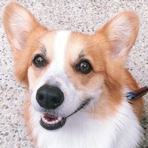 Tofu the Corgi Headshot 5 of 5