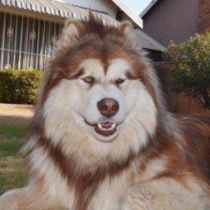 Tydus the Alaskan Malamute Headshot 5 of 10