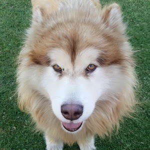 Tydus the Alaskan Malamute Headshot 6 of 10