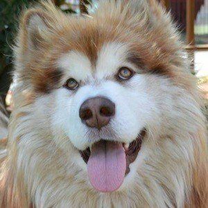 Tydus the Alaskan Malamute Headshot 8 of 10