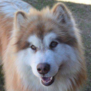 Tydus the Alaskan Malamute Headshot 10 of 10