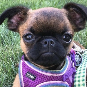 Walter the Griff Headshot 5 of 10