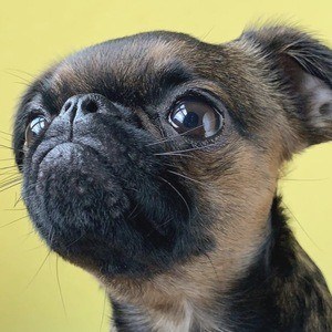 Walter the Griff Headshot 6 of 10