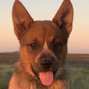 Winnie The Cattle Dog Headshot 2 of 10