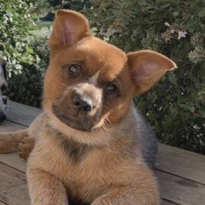 Winnie The Cattle Dog Headshot 6 of 10