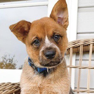 Winnie The Cattle Dog Headshot 7 of 10