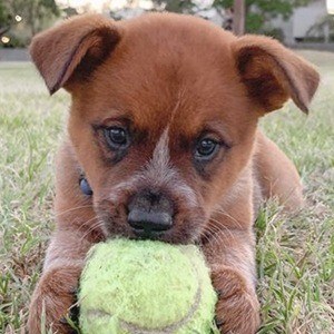 Winnie The Cattle Dog Headshot 8 of 10