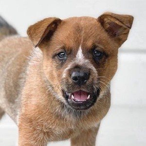 Winnie The Cattle Dog Headshot 9 of 10