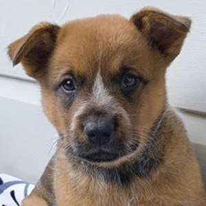 Winnie The Cattle Dog Headshot 10 of 10