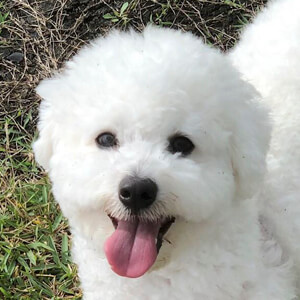 Yoshi the Bichon Frisé Headshot