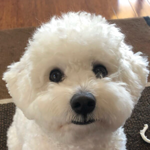 Yoshi the Bichon Frisé Headshot 4 of 5