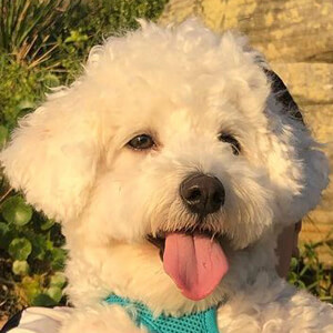 Yoshi the Bichon Frisé Headshot