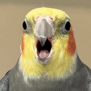 YumYumTheTiel Headshot 5 of 5