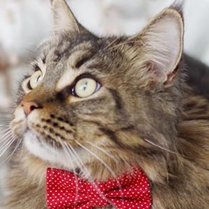 Yves The Cat Headshot 3 of 6