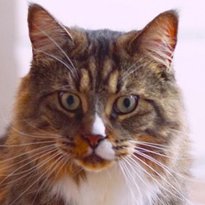Yves The Cat Headshot 4 of 6