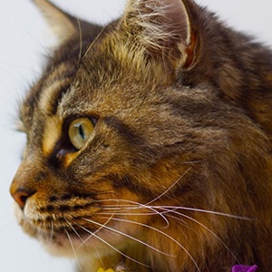 Yves The Cat Headshot 5 of 6
