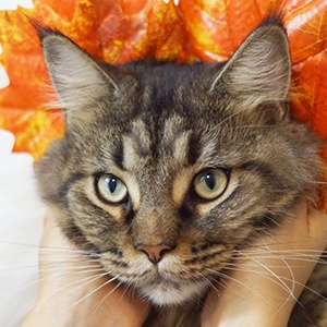 Yves The Cat Headshot 6 of 6