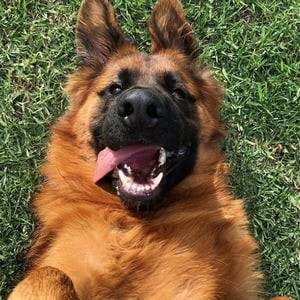 Zeus Shepherd Headshot 4 of 6