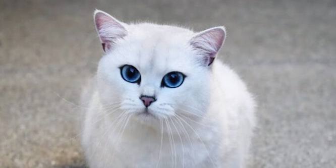 Coby the cat best sale breed