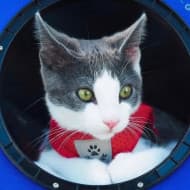 adventurecatleo
