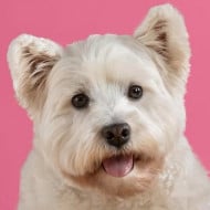 Bailey the Westie