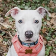 billythepitty