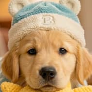 bobothegoldie