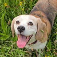 CharlieDaDog