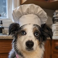 Cookie the Mini Aussie