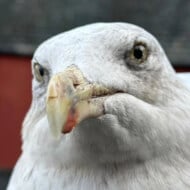 Feeding Steven en Español