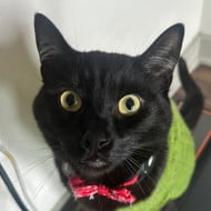 Oliver Goose