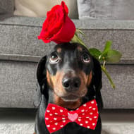 Pets born January 25