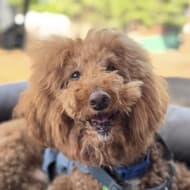 joshthedoodle