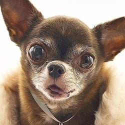 Pets born in Florida