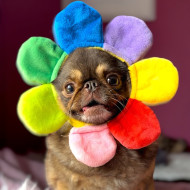 King Chilli the Pug