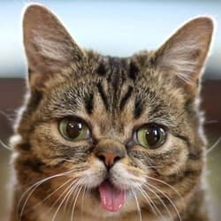 Rigby Cat - Bio, Family | Famous Birthdays