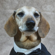 Lucas The Dog